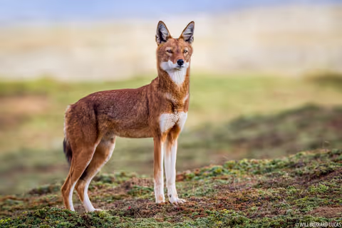 5 days Bale Mountains Adventure
