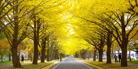 Sapporo’s Autumn Walk (4 Hours Tour)