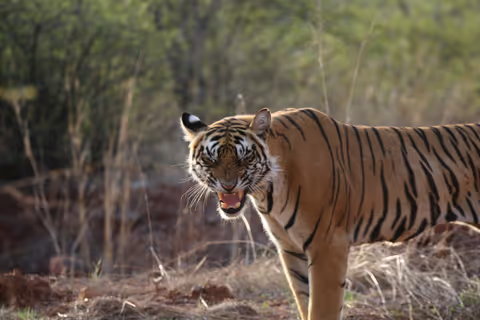 Golden Triangle Safari: Ranthambore & Beyond (w/Car, Van or Wagon, etc)