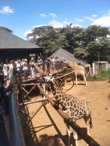 Giraffe Center and Karen Blixen Museum