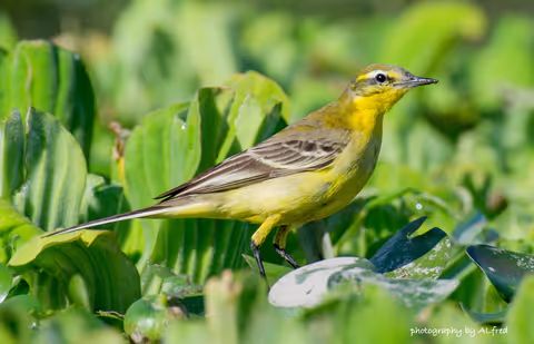 Bird Watching Tour in Egypt