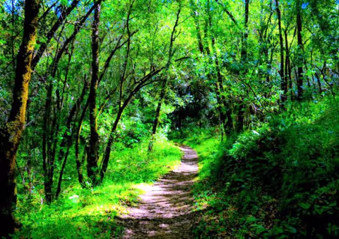 Karura Forest Nature Walk in Nairobi