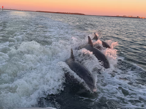 Cape Coral: Private Dolphin Watching Sunset Cruise