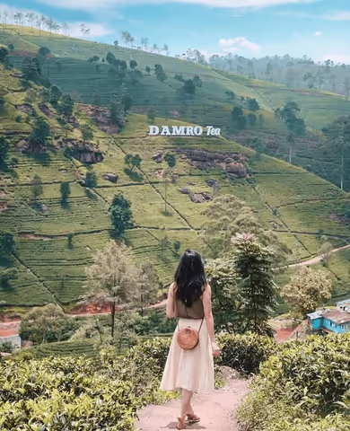 Ella to Kandy by Private Car with Scenic Sightseeing Tour (Sedan/Compact SUV/MPV/Minivan/Minibus)