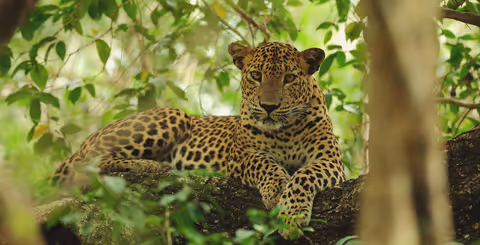 Wilpattu Safari Drive by Private Car (Sedan/Compact SUV/MPV/Minivan/Minibus)