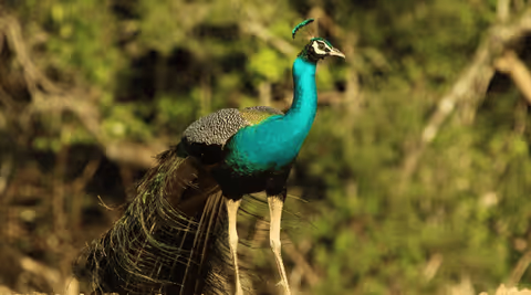 Kumana National Park Safari by Private Car (Sedan/Compact SUV/MPV/Minivan/Minibus)