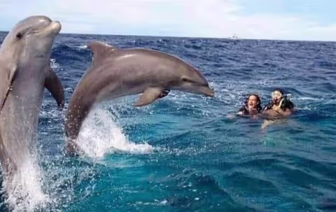 Zanzibar: Mnemba Island Dolphin Swim, Snorkeling & BBQ Lunch with Hotel Transfer