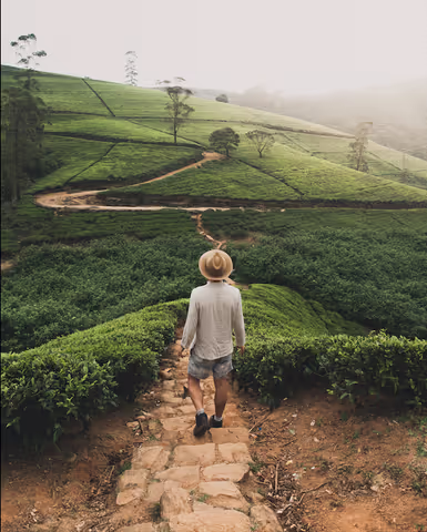 Day Trip to Nuwara Eliya from Ella by Private Car (Sedan/Compact SUV/MPV/Minivan/Minibus)