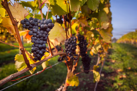 Private Boutique Wine or Whiskey tour