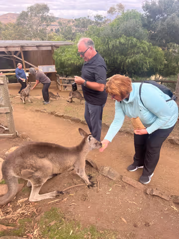 Private Mt Field and Bonorong wildlife sanctuary tour with a local