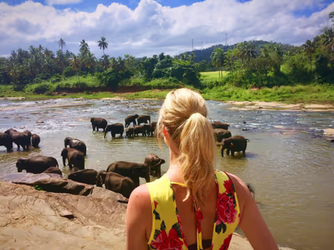 Pinnawala Elephant Park Tour from Colombo by Private Car (Sedan/Compact SUV/MPV/Minivan/Minibus)