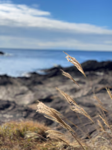 Jogashima – an island away from Tokyo’s crowds