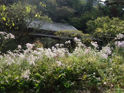 Blooming Kamakura: Seasonal Flower Walk (Halfday Customized tour) by Yacco