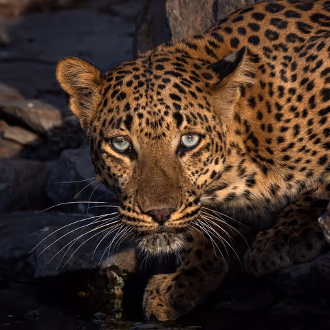Highlights of Jaipur City with Leopard Safari