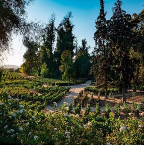 Premium Guided Tour of the Concha y Toro Wine Center (By Van/Sprinter and walking tour)