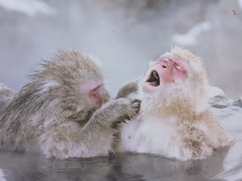 Snow Monkey Park / Togakushi Shrines / Zenkoji temple
