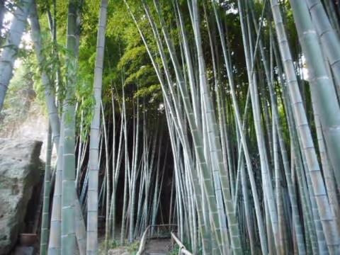 Flowers in Kamakura: Great Buddha, Hasedera & Eishoji Temple