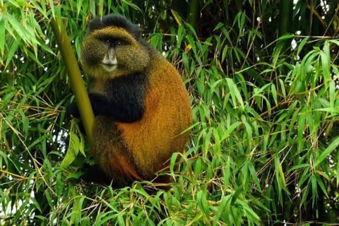 2 Days Rwanda Incredible gorilla and golden monkey trekking