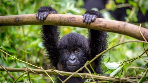 4 Days Affordable gorilla and Golden monkey trekking Experience