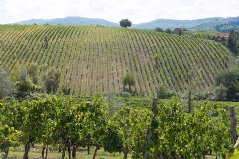 Chianti - Day Chauffeur Trip from Florence (8hrs) by Mercedes V / S class