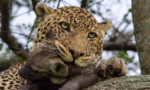 Nairobi Wildlife Capital & Sheldricks Orphanage