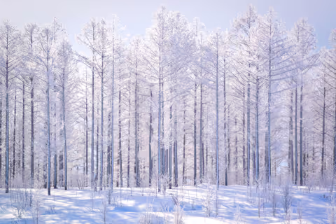 Sapporo：Furano/Biei Scenic Highlights -9Hour Chauffeur Tour (Van 9 Pax)