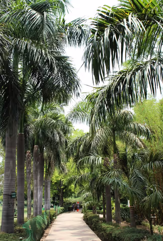 Ishigaki Island Highlight: 5H Limestone Cave, Palm Grove & Emerald Sea -Chauffeur Tour (Sedan 4 pax)