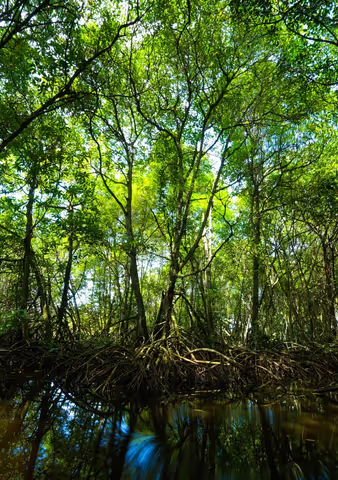 Ishigaki Island Highlight: 7H Limestone Cave, Mangrove & Emerald Sea -Chauffeur Tour (Sedan 4 pax)
