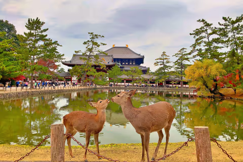 Deer & Neon: Nara & Osaka Highlights