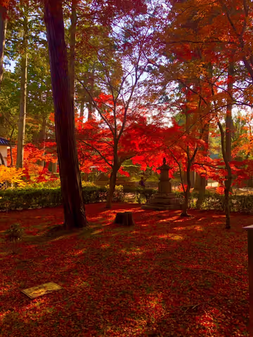 Discover Kyoto! Customized Half-Day Tour with Your Local Guide