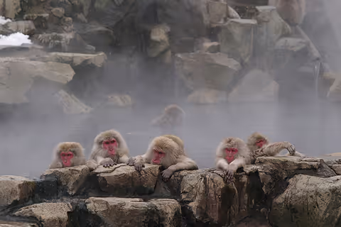 Snow Monkey Park & Zenkoji Temple + Sake Tasting