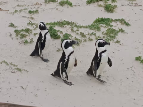 Cape Peninsula Full Day Tour