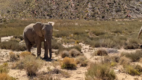 Garden Route Game Lodge & Cape Agulhas : 2 Day Tour