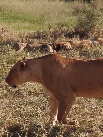 7 Days SWIMMING TIME &WILDLIFE SAFARI