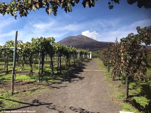 Pompeii archeo park, with lunch at the winery of the Vesuvius - FULL day tour