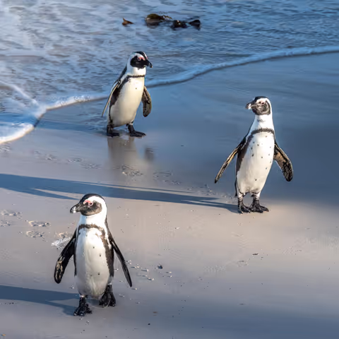 Full day Cape Peninsula Tour