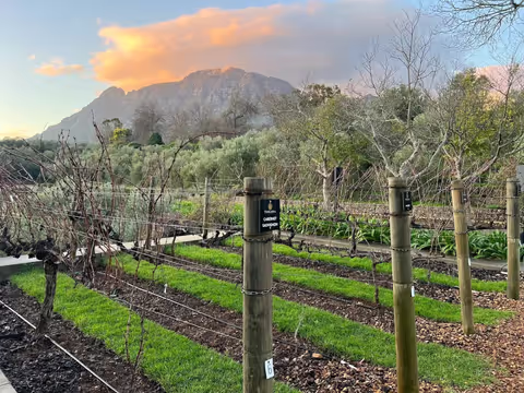 Cape Winelands & Cheetah Conservation Experience