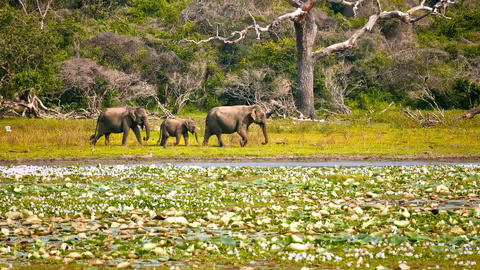 Sri Lanka Coastal & Safari Escape – 8 Days (Sedan Car 4 Pax)