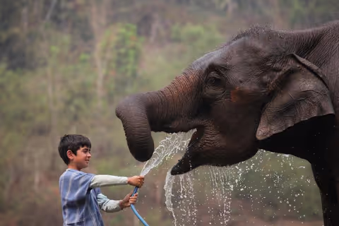 Chiang Mai Morning Cave Adventure & Ethical Elephant Encounter (5-Hour Private SUV Tour)