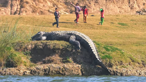 Chambal River Safari from Agra: Private Day Tour