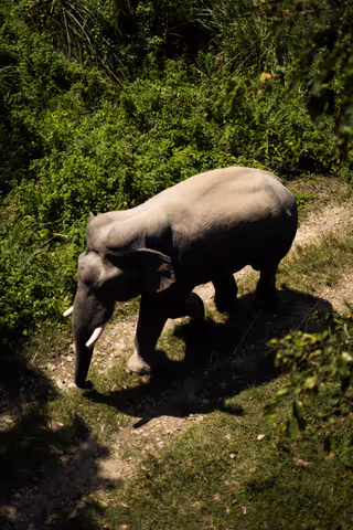 Chitwan National Park: 1 Full day Shared Jungle Safari Canoeing, Jungle Walk and Jeep Safari