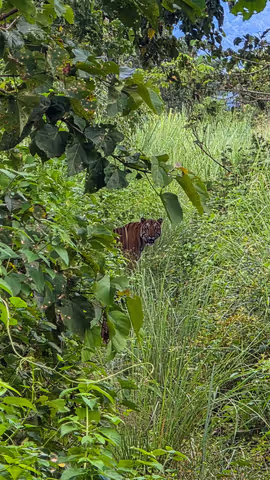 CHITWAN NATIONAL PARK: SHARED SAFARI CANOING AND BRIDWATCHING AND JEEP SAFARI