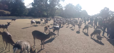 ５hours tour of historical Nara with a local guide