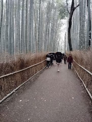 Monkey park, Bamboo grove and Golden Pavilion