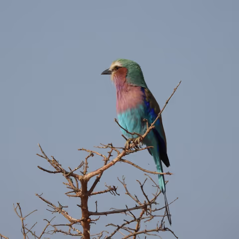 3-Day Mkomazi National Park Safari Experience