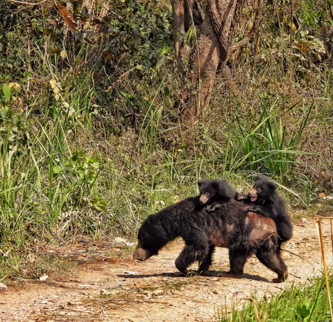 Chitwan National Park: Canoeing and jungle walk and Night tower stay