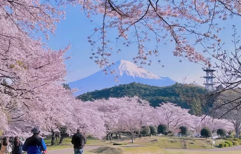 Cherry Blossoms & Mount Fuji | Private Charter Day Tour (Van 1-8 pax)