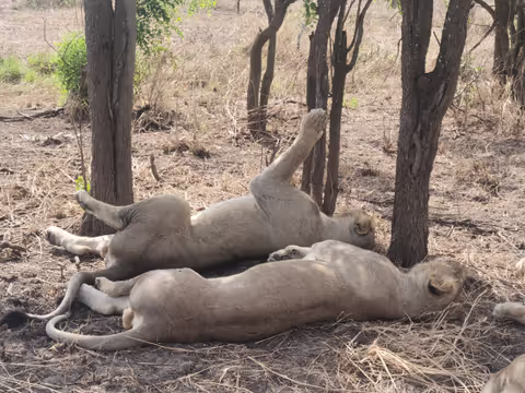 3 DAYS MIKUMI NATIONAL PARK & CHIZUA WATERFALL TOUR