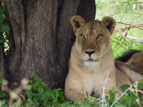 4 DAYS MIKUMI NATIONAL PARK, UDUZUNGWA WATERFALL & MAASAI CULTURAL TOUR