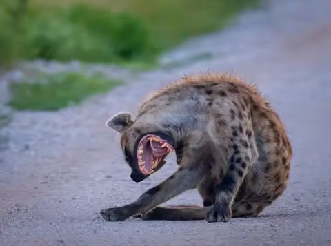 MIKUMI NATIONAL PARK DAY TRIP  SGR Pick-up – Game Drive – SGR Drop-off